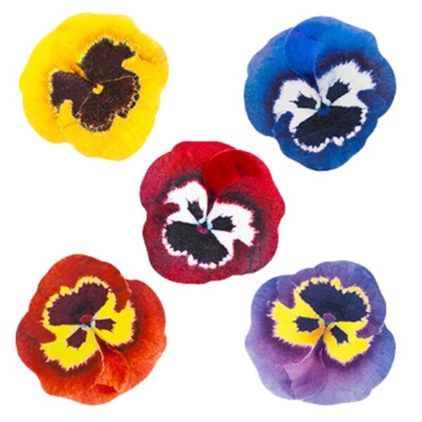 waffle flowers